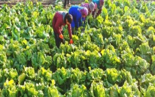 白菜如何采收及貯藏，八成熟就要開始采收