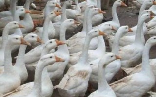 豁眼鵝的年產(chǎn)蛋量，粗放飼養(yǎng)僅為80枚左右