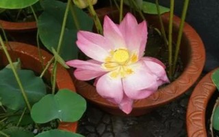 養(yǎng)殖荷花需要經(jīng)常曬太陽(yáng)嗎，是喜陽(yáng)的植物需要全日照