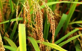 綏原1號水稻品種的特性，香稻品種
