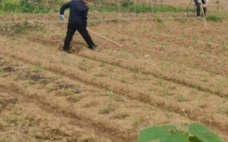 油菜如何順利過冬，寒流過后要及時(shí)查苗