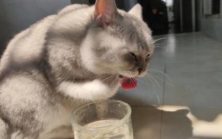 貓?zhí)蛄说夥暮蠊?，可能出現(xiàn)食欲不振、精神萎靡、嘔吐腹瀉等癥狀