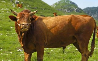 牛的四個(gè)胃分別是什么，分別為瘤胃、網(wǎng)胃、重瓣胃和皺胃