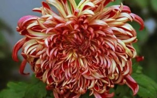 菊花開放時間，通常為9-11月份