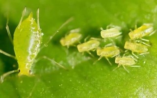 草莓有哪些常見的病蟲害，有葉斑病、白粉病、灰霉病等