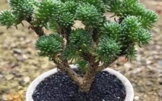 球松如何修剪，開花時(shí)及時(shí)剪掉花朵