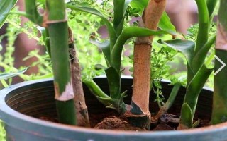 富貴竹屬于喜陰還是喜陽植物，適合生長在有散光的半陰處