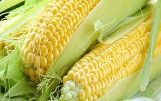 登海1658玉米種簡介，夏播生育期100—102天