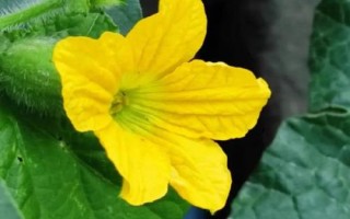 黃瓜開花不結(jié)果的原因，可能是留瓜多或施肥不當(dāng)?shù)葘?dǎo)致的