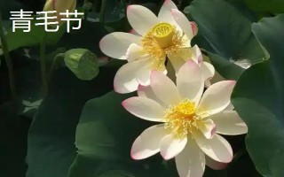 盛開的荷花與什么相似，看起來就像一個彩燈
