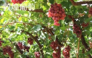 甘肅省酒泉市的特產(chǎn)水果，包括瓜州蜜瓜、瓜州西瓜等種類