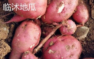 山東省金鄉(xiāng)縣的特產(chǎn)，胡集白梨瓜走俏全國
