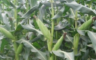 龍鳥302玉米種子特征特性，中抗大斑病