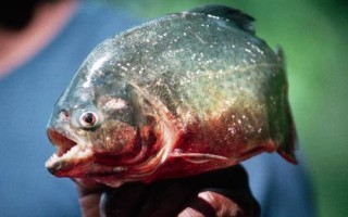 食人魚是什么魚，是一種兇猛的肉食性魚類