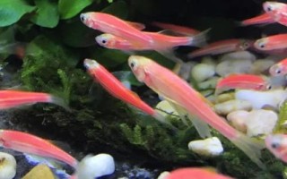 怎么養(yǎng)金魚才合適，重點(diǎn)是要做好換水措施
