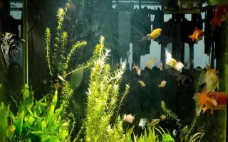 金魚可以與哪些魚類混養(yǎng)，可與與孔雀魚、燈魚、月光魚等混養(yǎng)