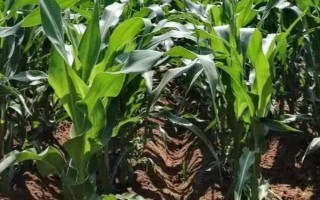 金粒188玉米種子特點，適宜密度為每畝5000株左右