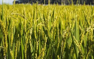 兩優(yōu)18水稻種子特征特性，高感6月中下旬播種