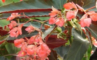 秋海棠幾月份開花，花期一般在7月份
