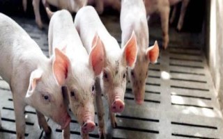 豬低溫37.5度用什么藥，可注射樟腦磺酸鈉