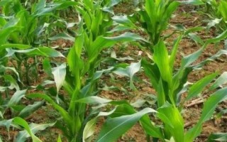 DF986玉米種子特點(diǎn)，高抗莖腐病