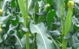 東農(nóng)276玉米品種的特性，種植密度不宜過大