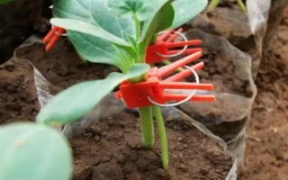 西瓜的嫁接砧木要注意什么，需具備抗病能力、適應(yīng)能力與親和性