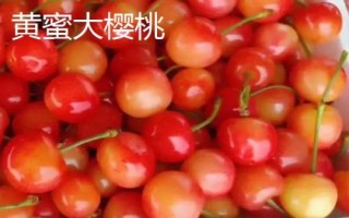 早紅珠櫻桃與福晨櫻桃品質(zhì)對比，早紅珠櫻桃一般更為優(yōu)質(zhì)