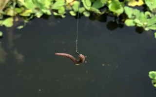 蚯蚓釣鯽魚(yú)不開(kāi)口怎么處理，一定要打好窩子