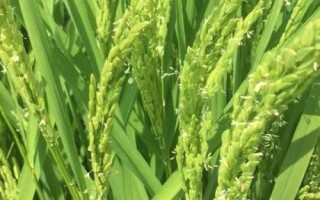 宜優(yōu)727水稻種子特點(diǎn)，每畝有效穗數(shù)15.5萬(wàn)穗