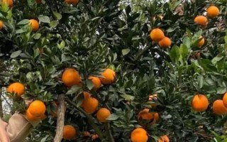 臍橙肥水管理技術(shù)，不同生長階段所需肥不同