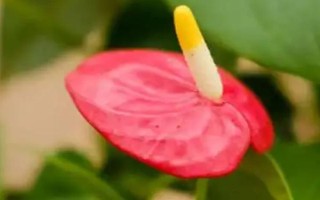 喬遷之喜適合送什么花，可選擇望鶴蘭、鳳梨花等