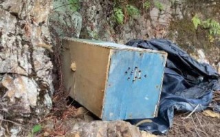 怎樣吸引偵查蜂，自然分蜂期和遷飛高發(fā)期適合誘蜂