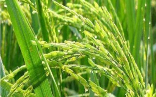 徽兩優(yōu)280水稻品種簡介，大田用種量每畝1.2公斤