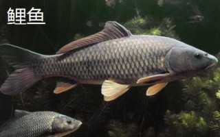 8號(hào)袖鉤簡(jiǎn)介，釣鯽魚等小魚的首選鉤型