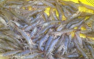 蝦對水質(zhì)的要求，不同品種對酸堿值的要求有區(qū)別