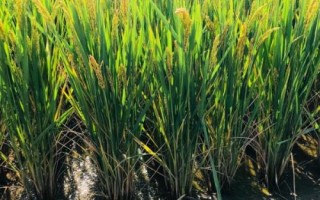 京粳7號水稻種子特征特性，全生育期158.6天