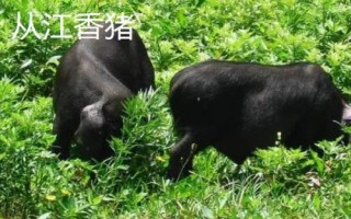 什么是香豬，屬于矮小豬種