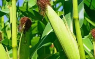 博泰142玉米品種簡(jiǎn)介，中抗大斑病
