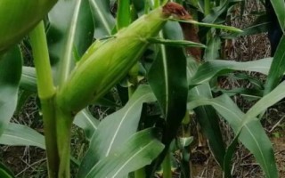 登海1855玉米品種的特性，每畝種植密度4500株