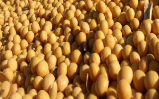 永偉9號(hào)大豆種子介紹，遼寧省春播生育期128天左右