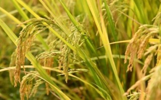 閩誠稻7號(hào)水稻種子特點(diǎn)，灌漿成熟期注意防治稻飛虱