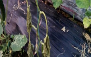 黃瓜死棵的原因，可能是光照不足或土壤透氣性差等