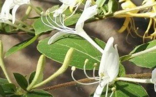 承包土地種哪些作物能賺錢，當(dāng)前種植沙棘、越桔等果樹(shù)很有市場(chǎng)前景