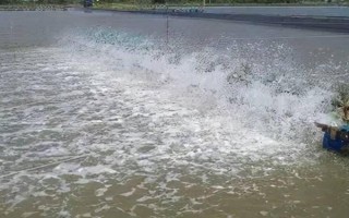 魚(yú)塘改底多久一次，一般1-3個(gè)月改底一次