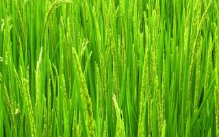 華航59號水稻種子介紹，感溫型常規(guī)稻品種
