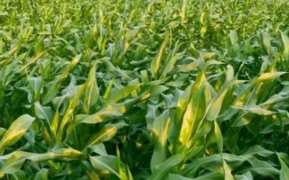 沈玉35號(hào)玉米種子特點(diǎn)，中抗莖基腐?。?-5級(jí)）
