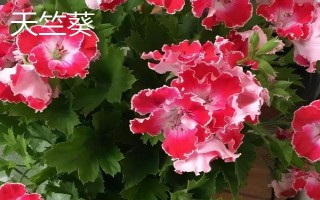 天竺葵和海棠花有什么區(qū)別，花期、葉片、株高等方面均不同
