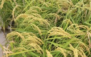 北粳1號(hào)水稻種子簡(jiǎn)介，生育期154天左右