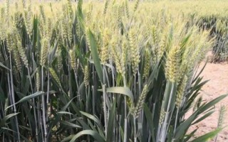聯(lián)麥72小麥種簡介，適宜等行距15厘米全密播種